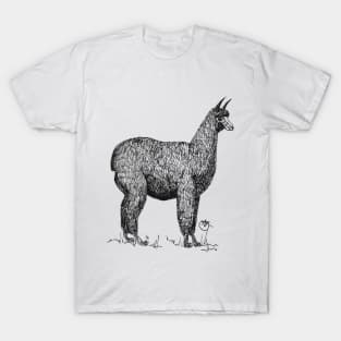 No drama Llama! T-Shirt